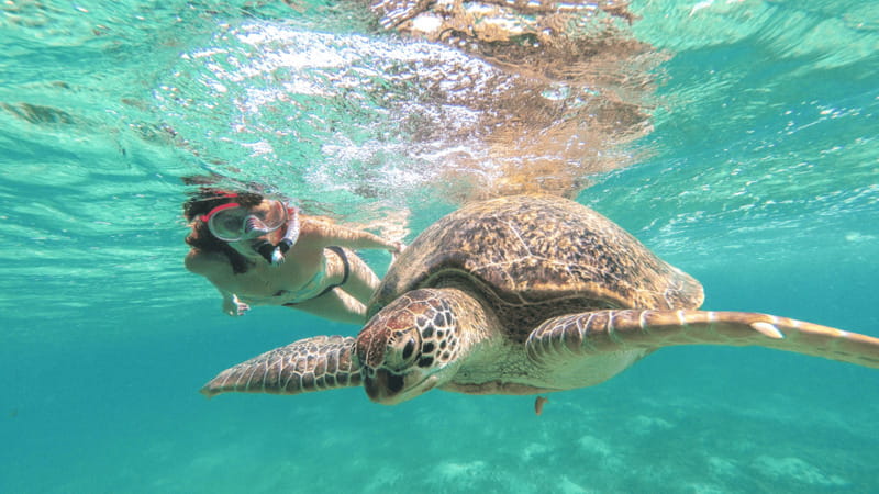 From Tulum: Tulum, Cenote and Turtle Swim Tour at Akumal - A full day of sea turtles, Tulum ruins, and Mariposa cenote