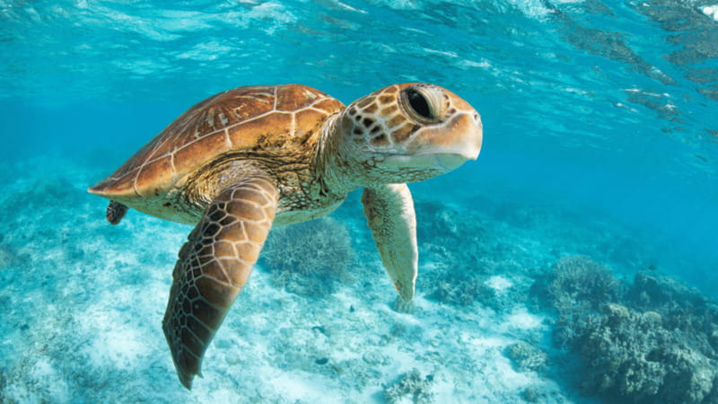 From Tulum: Tulum, Cenote and Turtle Swim Tour at Akumal - Lunch and what’s included: simple fuel for a long day