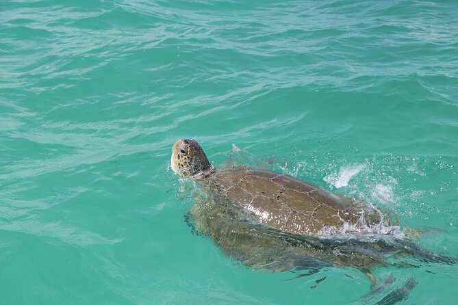 Full Day Guided Tour to Sian Ka'an (short way) - Hotel Pickup From Playa del Carmen (and Why It Matters)