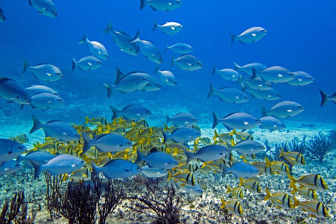 Full-Day Playa del Carmen Reef Diving Activity - Your day starts with pool training, not guesswork