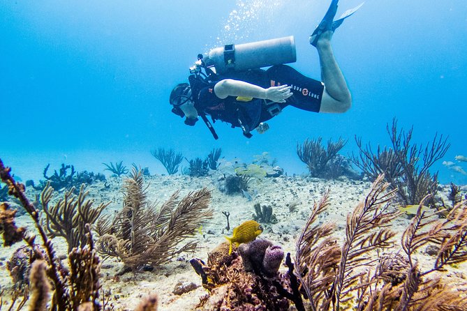 Full-Day Playa del Carmen Reef Diving Activity - Two shallow reef sessions with a max depth of 10 m