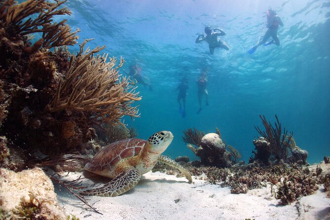 Full Day Tour to Tulum Cenote and Swim with Turtles in Akumal - 7:00 am Start and the Real Meaning of a 10-Hour Day