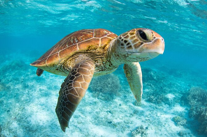 Full Day Tour to Tulum Cenote and Swim with Turtles in Akumal - Akumal Turtle Snorkeling: Great Wildlife Time, Watch the Crowds