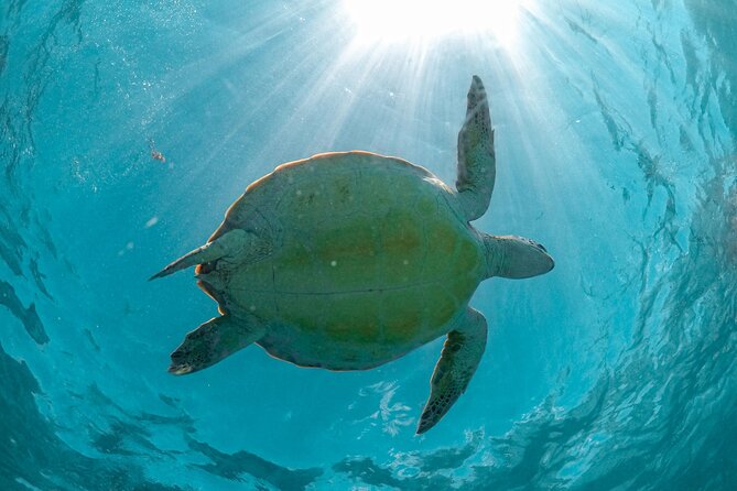 Full Day Tulum Ruins Tour Cenote and Swimming with Sea Turtles - Akumal Beach Sea Turtle Snorkeling: The Best Part, Plus the Rules