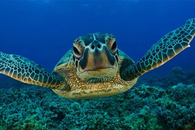 Full-dayTurtle Adventure: ATV, Zipline, Cenote & Turtle Swim - Cenote underground river swim: the water stop to plan for