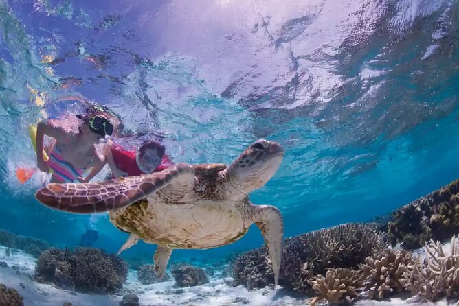 Full-dayTurtle Adventure: ATV, Zipline, Cenote & Turtle Swim - Lunch, hammocks, and the “snorkel bonus” reality