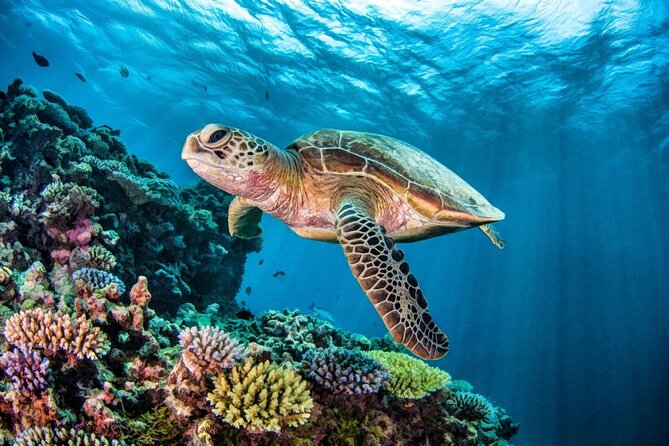 Full-dayTurtle Adventure: ATV, Zipline, Cenote & Turtle Swim - Price and what you’re paying for (the real value check)