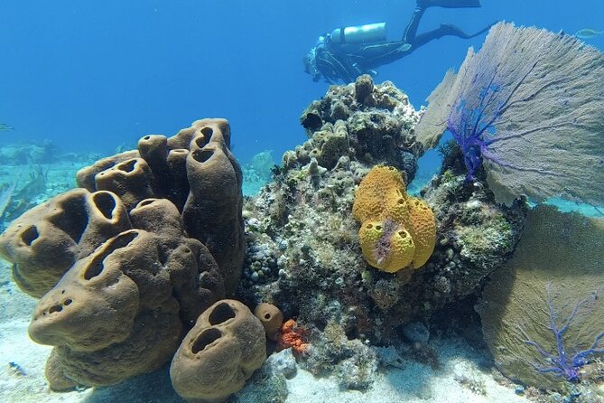 Fun Dive Machine in Playa del Carmen or Cozumel-For Certificates - Key Highlights You’ll Actually Notice