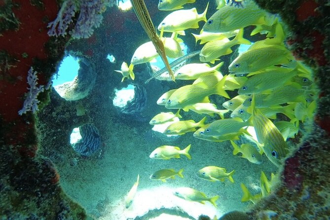 Fun Dive Machine in Playa del Carmen or Cozumel-For Certificates - What You’ll See Underwater: Turtles, Stingrays, and Reef Fish