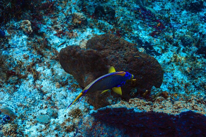 Fun Dive Machine in Playa del Carmen or Cozumel-For Certificates - Guides Who Keep Things Calm (And Actually Help)