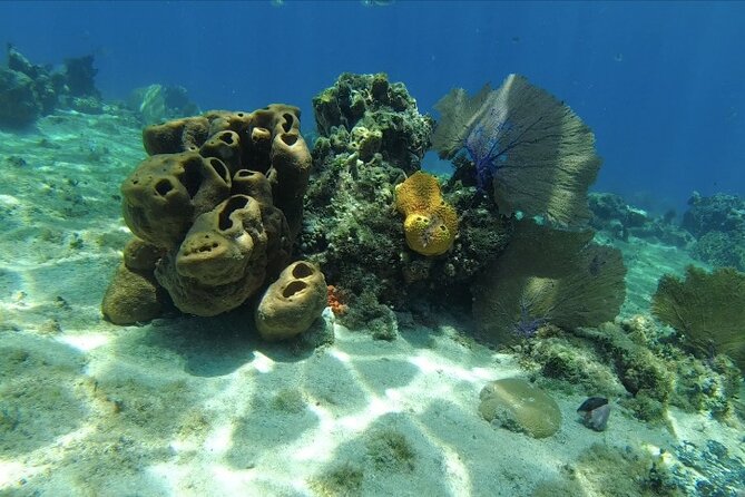Fun Dive Machine in Playa del Carmen or Cozumel-For Certificates - Logistics That Matter: English, Mobile Tickets, and Small Groups