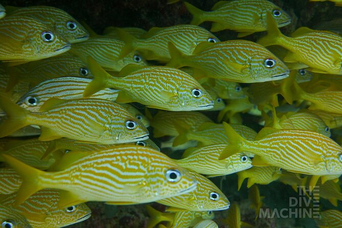 Fun Dive Machine in Playa del Carmen or Cozumel-For Certificates - Full Gear and Boat Transport: Fewer Moving Parts for You