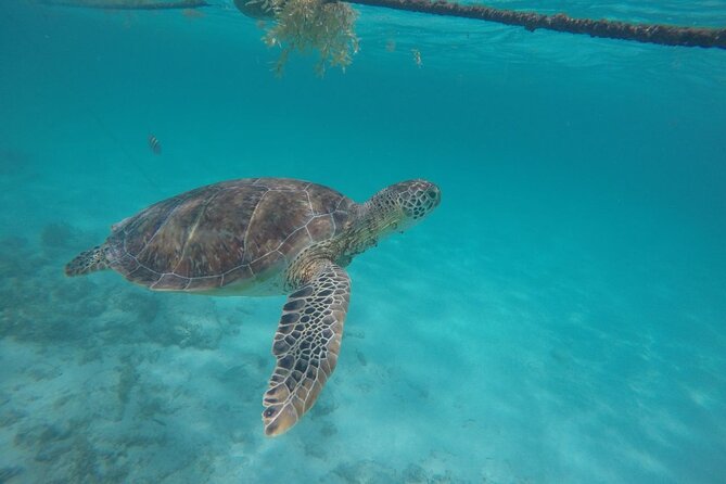 Half Day Akumal Beach Swim and Snorkel with Turtles Experience - Why Akumal turtles are worth a half day