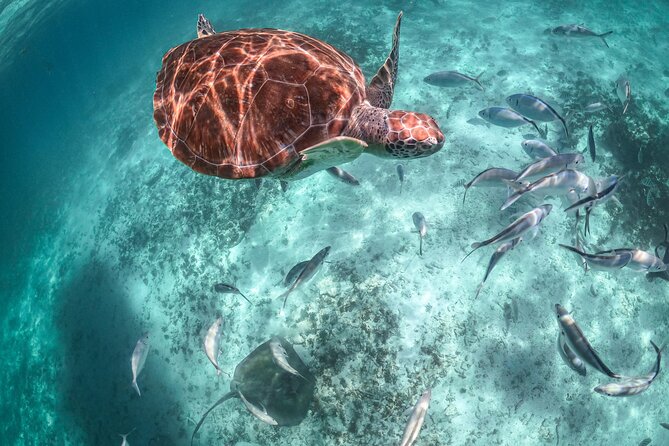 Half Day Akumal Beach Swim and Snorkel with Turtles Experience - Group size and tour pace: why pickup timing can feel uneven