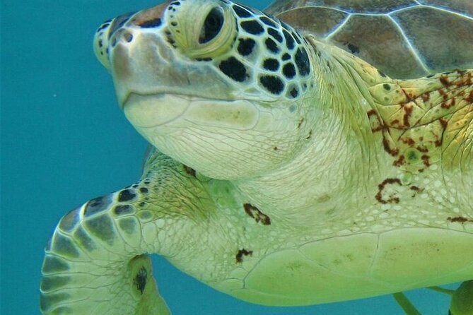 Half Day Akumal Beach Swim and Snorkel with Turtles Experience - Getting there from Playa del Carmen: pickup, meeting points, and where the van ends
