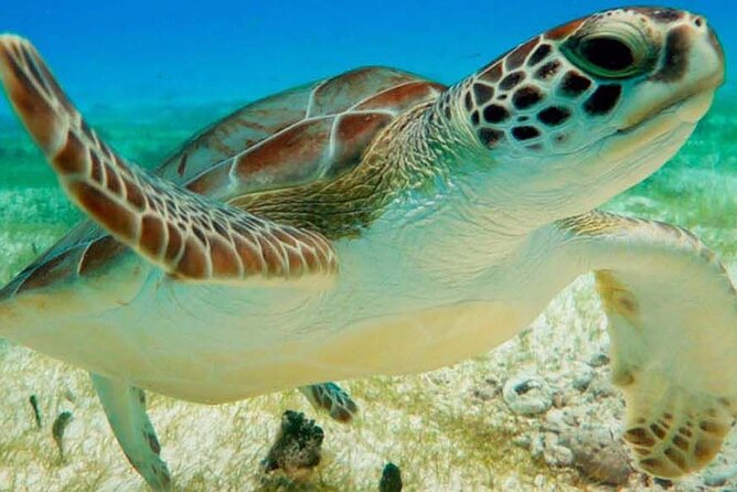 Half Day Private Snorkeling with Turtles and Majestic Cenotes - Key things to know before you go