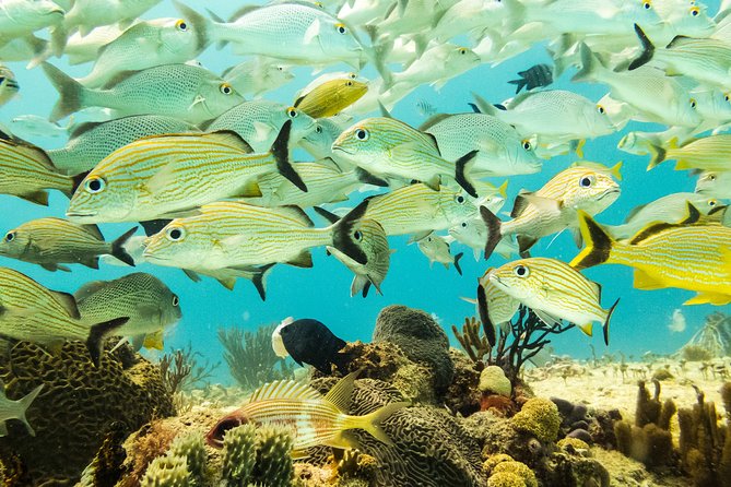 Half-Day Scuba Diving in Playa del Carmen for Small-Group - The small-group setup that makes reef time feel stress-free
