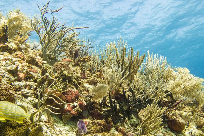 Half-Day Scuba Diving in Playa del Carmen for Small-Group - The instructors: friendly, professional, and very safety-first