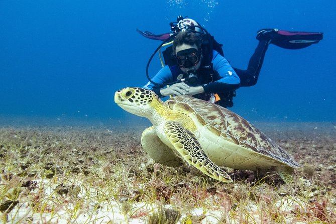 Half-Day Scuba Diving in Playa del Carmen for Small-Group - What to bring (and what to plan around) for an easy half-day