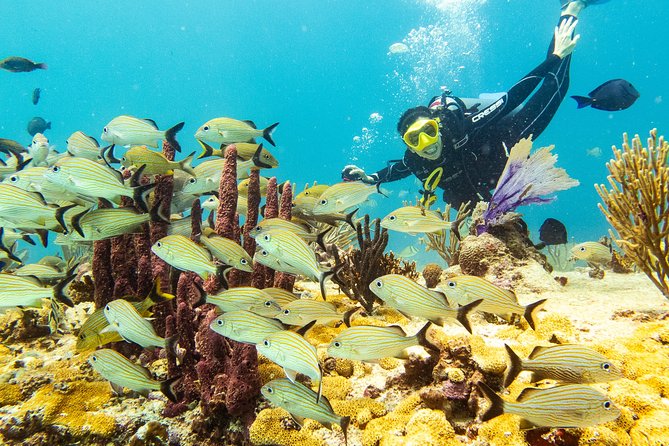 Half-Day Scuba Diving in Playa del Carmen for Small-Group - Price and value: what you get for $100 and what costs extra