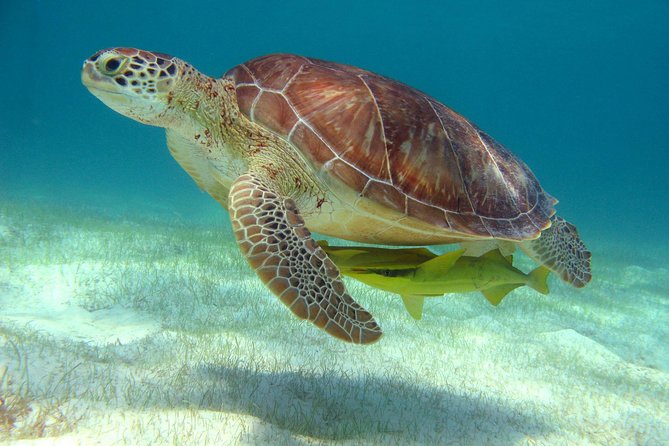 Half-Day Sea Turtle and Cenote Snorkeling Tour from Cancun & Riviera Maya - Snorkeling With Sea Turtles at Akumal, Then Yax-Muul Cenote Swim