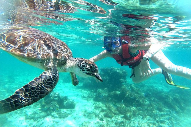 Half-Day Sea Turtle and Cenote Snorkeling Tour from Cancun & Riviera Maya - Who This Tour Fits Best (and Who Might Prefer Something Else)