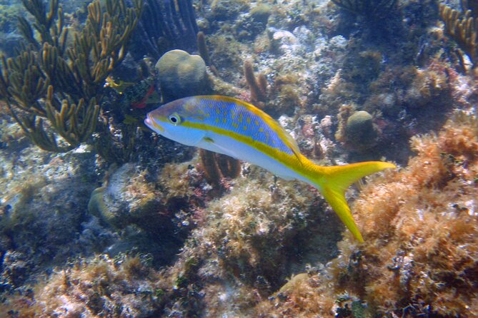 Half-Day Tour Discovering Sian Ka´an with Lunch - Stop 2: Boca Paila Wildlife Spotting and Weather-Dependent Snorkeling