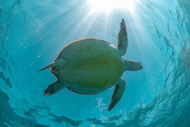 Half-day Tour Sea Turtles Encounter in Akumal Bay - Pickup and timing from Playa del Carmen (and the Tulum wrinkle)