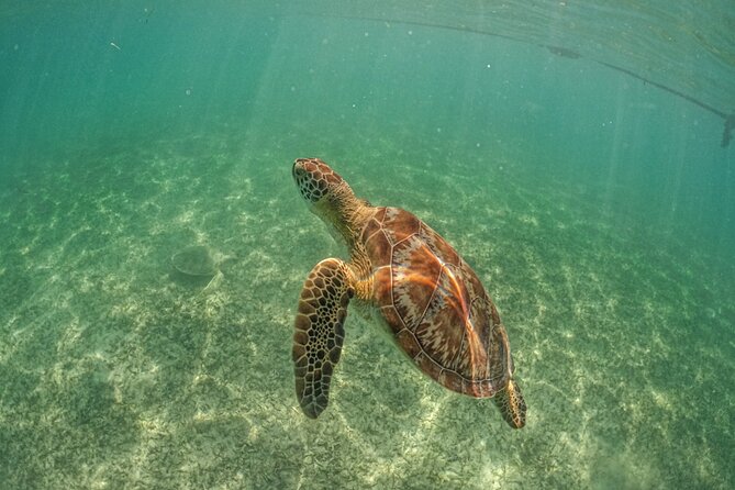 Half-day Tour Sea Turtles Encounter in Akumal Bay - Guide and vibe: English-friendly, supportive, and fun