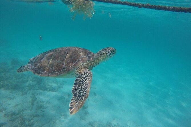 Half-day Tour Sea Turtles Encounter in Akumal Bay - What’s included (and what you’ll pay separately)