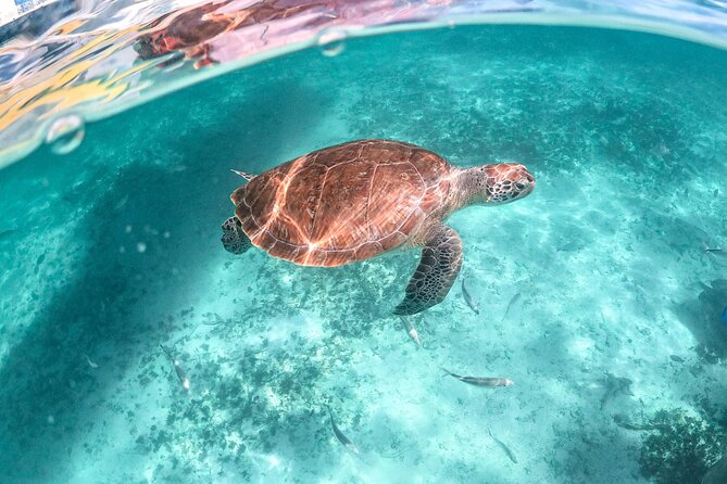 Half Day Tour: Turtles Encounter in Akumal Beach - Price and value: is $101.74 a fair deal for turtle snorkeling?