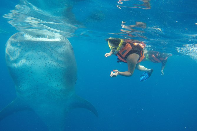 Half Day Whale Shark Tour From Playa del Carmen - Quick hits before you go