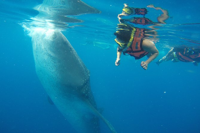 Half Day Whale Shark Tour From Playa del Carmen - Getting in the water with whale sharks (and what happens if they’re not close)