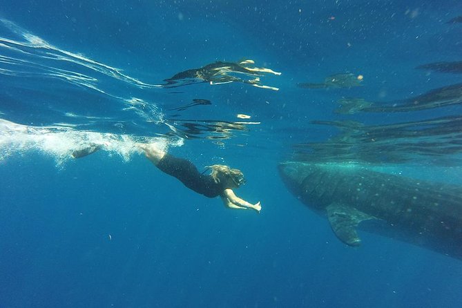Half Day Whale Shark Tour From Playa del Carmen - Price and logistics: what your $185 covers, and what you must pay in cash