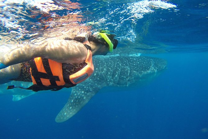 Half Day Whale Shark Tour From Playa del Carmen - The 6:00 am start and shared van ride: smoother than DIY, but plan for early