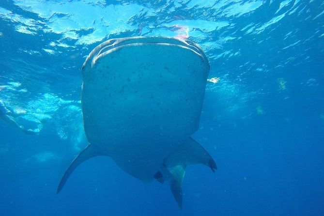 Half Day Whale Shark Tour From Playa del Carmen - Who should book this whale shark tour near Playa del Carmen