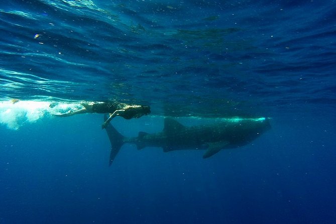 Half Day Whale Shark Tour From Playa del Carmen - Should you book Contoy Excursions for whale sharks from Playa del Carmen?
