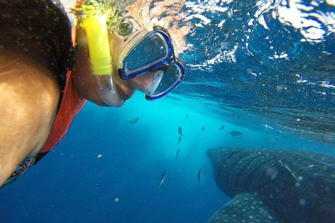 Half Day Whale Shark Tour From Playa del Carmen - Isla Mujeres and Playa Norte: the lunch break that makes the day feel complete
