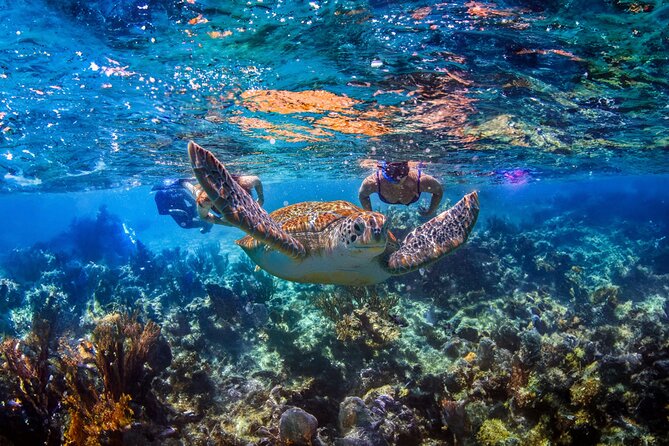 Hidden Cenote Swim: Snorkeling, Sea Turtles and Beachside Lunch - Quick Reasons You’ll Like This Tour
