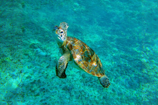 Hidden Cenote Swim: Snorkeling, Sea Turtles and Beachside Lunch - Who This Tour Fits Best (and Who Should Skip It)