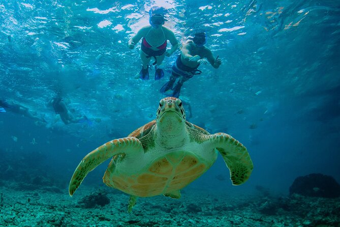 Hidden Cenote Swim: Snorkeling, Sea Turtles and Beachside Lunch - Tulum Cenote Swim: Cold Water, Limestone Passages, and No Devices