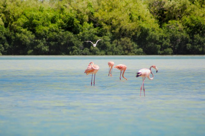 Holbox Island Tour in Mexico with Lunch - Stop 1: Punta Mosquito for Views and Short Beach Time