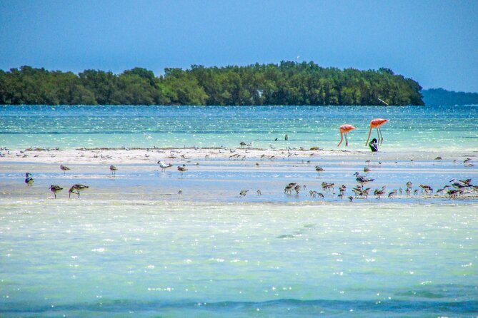 Holbox Island Tour in Mexico with Lunch - Price, Taxes, and What Your Money Actually Buys