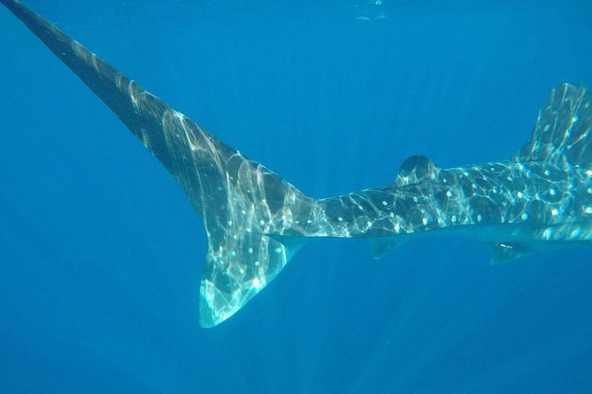 Isla Mujeres Deluxe (boat, Snorkeling, Free Time At Isla Mujeres Downtown-food) - Boat time + snorkeling plan: cat sharks, reefs, and how to judge the schedule