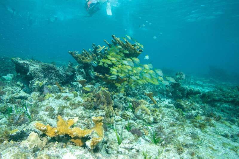 Isla Mujeres: Full Day Private Catamaran with Snorkeling - Snorkeling the Reef and Finding Underwater Statues