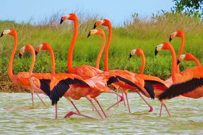 Las Coloradas & Rio Lagartos Biosphere! Transportation from Playa Del Carmen - Quick hits before you go