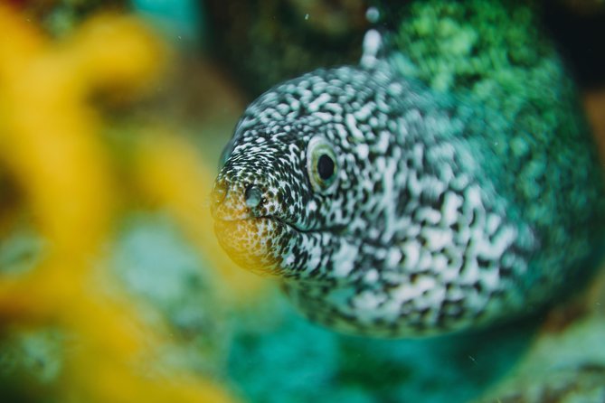 Local Dive in Playa del Carmen - Safety-First Briefings That Make First-Time Nervousness Easier