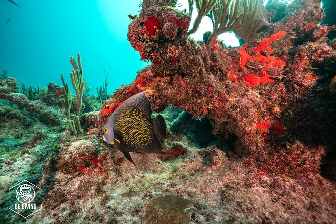 Local Dive in Playa del Carmen - The Reef Spot and Timing Are Driven by Your Certification