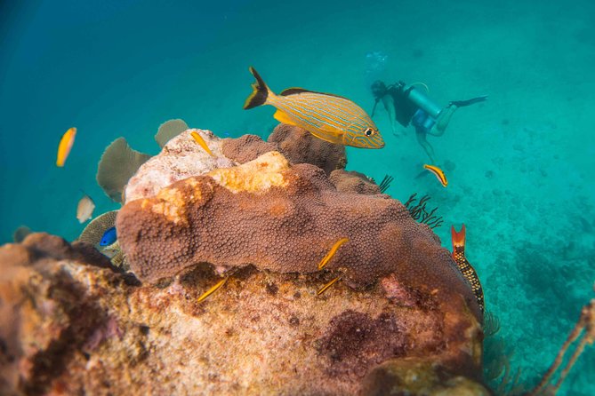 Local Dive in Playa del Carmen - Boat Time, Check-Ins, and the Pace You’ll Feel