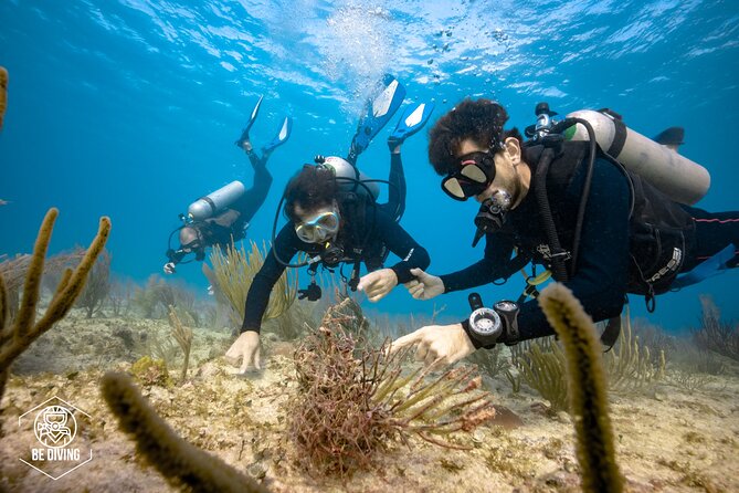 Local Dive in Playa del Carmen - English-Speaking Guides and Real Help on the Spot